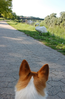 ２００７年旅は犬連れ→１５日目 _f0032184_6341843.jpg