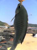 c0067206_15512696.jpg