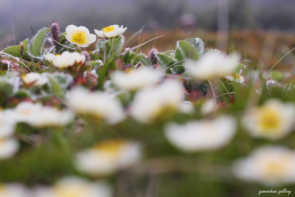 山の花Gallery　＜チングルマ＞_c0073613_20141576.jpg