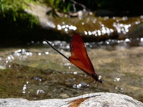 早良区　川散策　避暑_e0002314_2333336.jpg