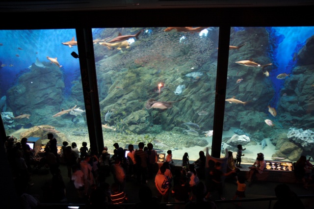 ★　水族館　その4　★_c0089419_0134377.jpg