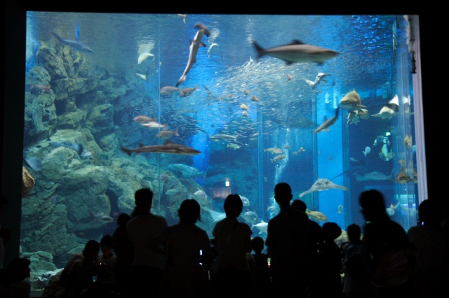 ★　水族館　その4　★_c0089419_014678.jpg