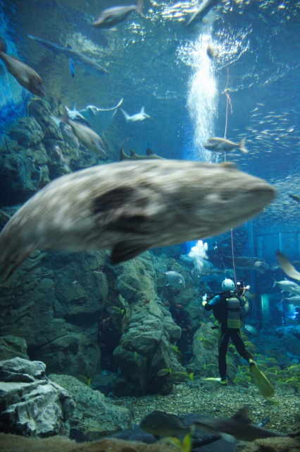 ★　水族館　その4　★_c0089419_0293429.jpg