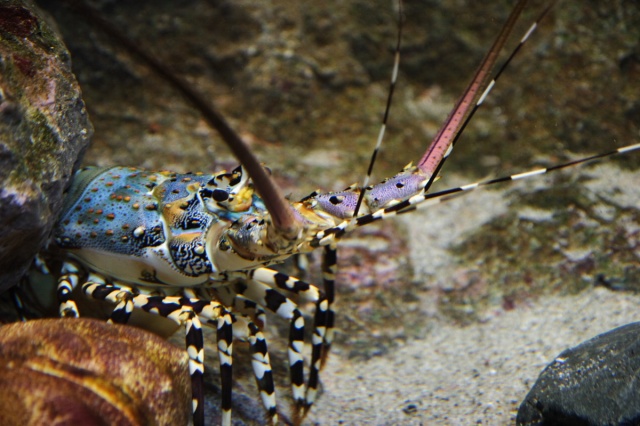 ★　水族館　その4　★_c0089419_037535.jpg