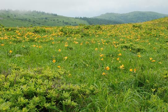 長野県・霧ヶ峰・車山のニッコウキスゲ_d0123528_1731471.jpg