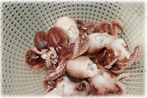 イイダコの和風！茎ワサビソース！！....... イタリアンのようで和風です！_d0069838_20553880.jpg