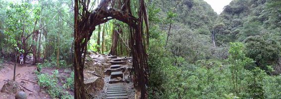 manoa falls trail　@Hawaii_a0068739_13225624.jpg