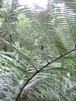 manoa falls trail　@Hawaii_a0068739_13361986.jpg