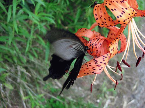 f0031546_19521982.gif