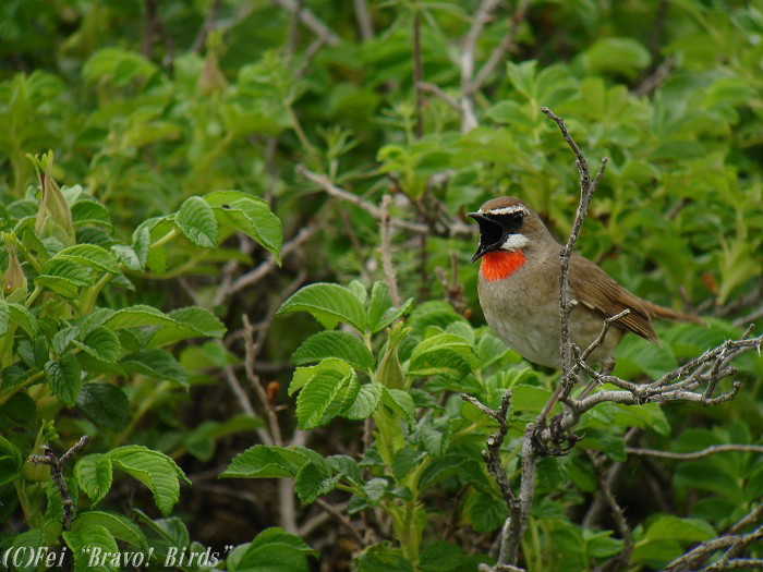 ノゴマ　　Siberian  Rubythroat/ Erithacus  calliope_b0069564_221909.jpg