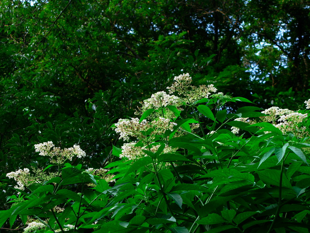 e0015567_1862355.jpg