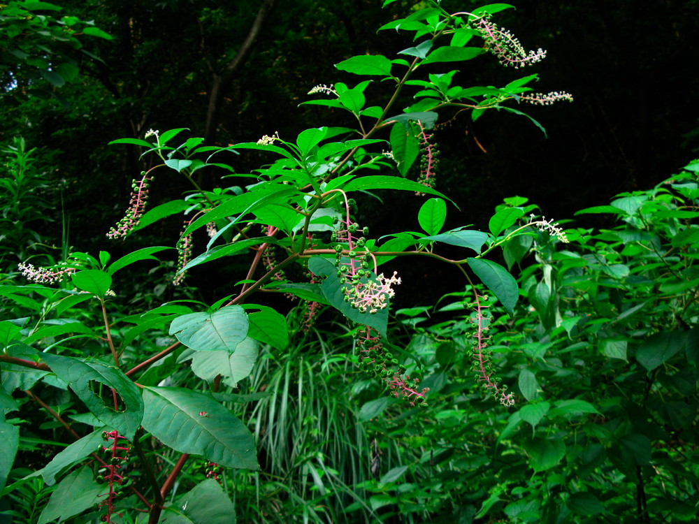 e0015567_1875916.jpg