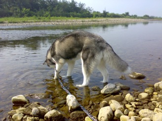 【川遊び　in Iruma river】_d0087675_14595854.jpg