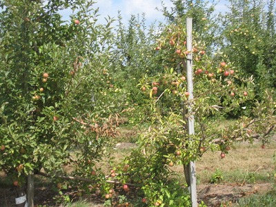 e0109202_1204830.jpg