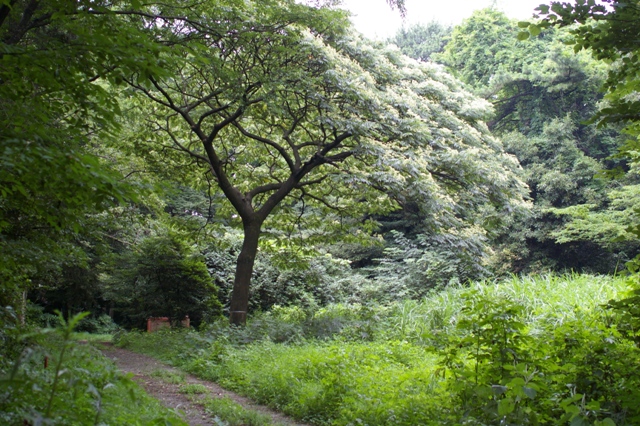 d0074259_11348.jpg