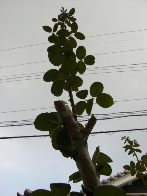 b0119969_1755119.jpg