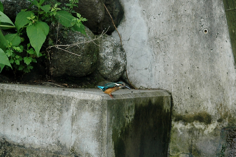 暑中お見舞い申し上げます_f0053272_10391175.jpg