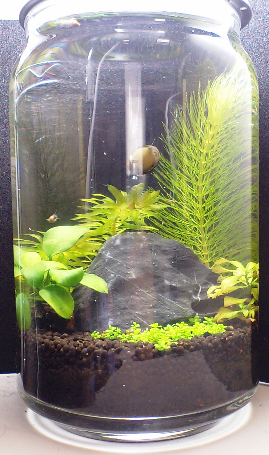 ボトルアクア ミニミニアクア