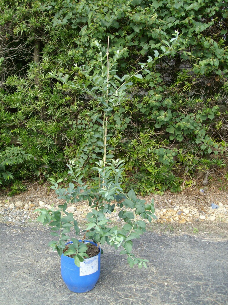 車枝と切り戻し剪定 ブルーベリーの育て方 栽培 ブルーベリー ノート Blueberrynote