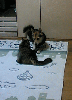 c0088584_1505738.gif