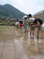 2007/6/16　星野村棚田の田植え_b0013387_2222875.jpg