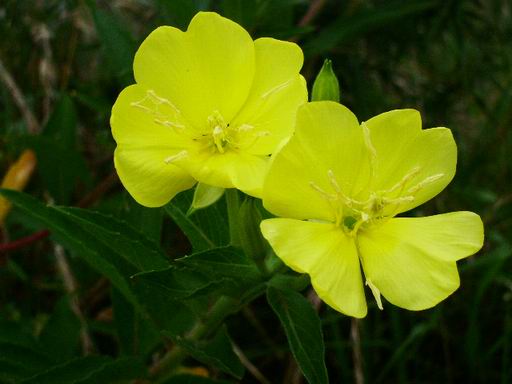 【メマツヨイグサ】の花。。。_e0025300_14592955.jpg