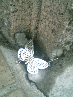 silver butterfly_f0064823_12385088.jpg