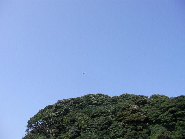 Monkey Island_f0113727_5131477.jpg
