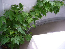f0013029_7255020.jpg