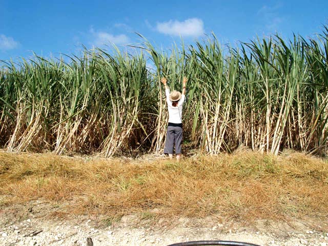 さとうきび畑 旅する家職人