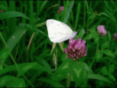 f0031546_2073016.gif