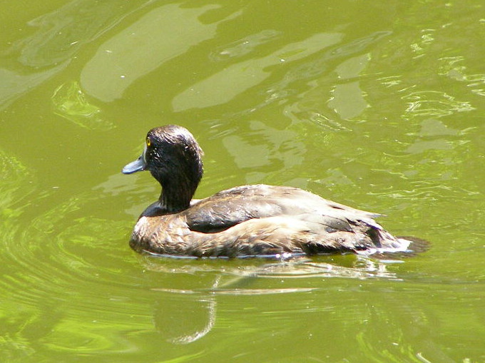 e0064158_17929.jpg