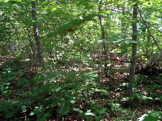 b0109874_44327.jpg