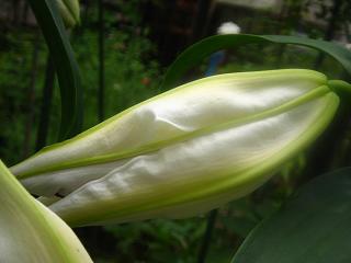 c0077283_2048615.jpg