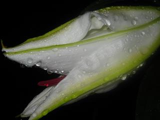 c0077283_20490100.jpg