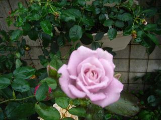 2007年7月30日 仕事やめたの~???とお電話。 _b0098584_22172635.jpg