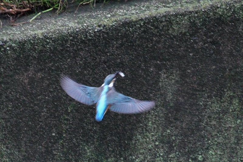 大雨の翌朝/ISO3200の画面_b0024798_1034711.jpg