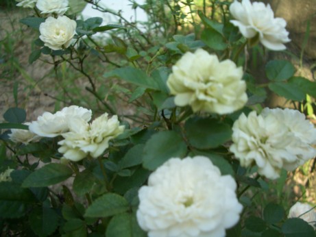 f0148410_153505.jpg