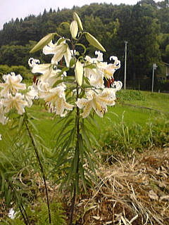a0020720_0736.jpg