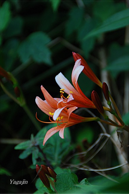 f0136821_7151872.jpg
