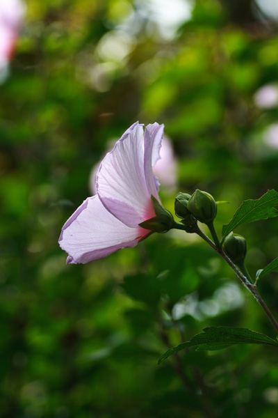 真夏の公園を歩くⅢ_d0120622_215649.jpg