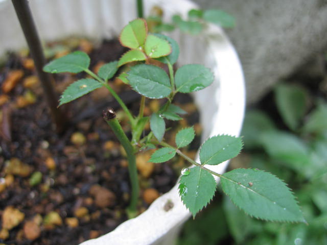 b0088037_81365.jpg