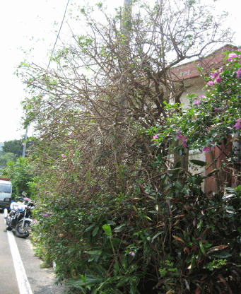 b0100637_17194824.gif