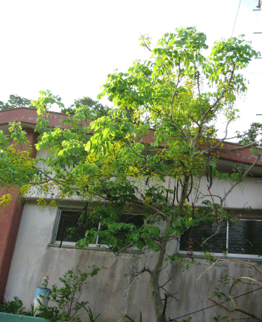 b0100637_17202846.gif