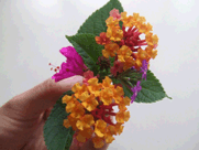 a0085647_11214695.gif