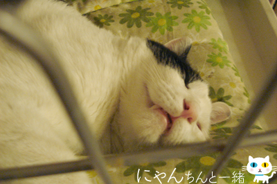 真夜中のうさぎさん_e0031853_18581431.jpg