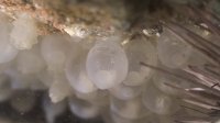 ハナイカ産卵・すごいぞ青海島_c0049060_1424817.jpg