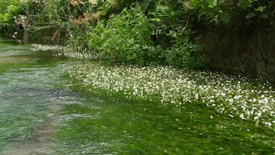 おいしい水で育つ宇田川のバイカモ_c0049060_161286.jpg