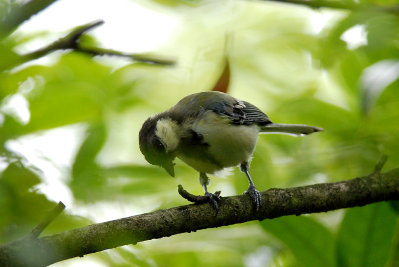シジュウカラ 幼鳥_f0053272_1115314.jpg