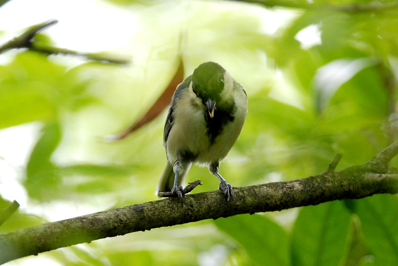 シジュウカラ 幼鳥_f0053272_112153.jpg